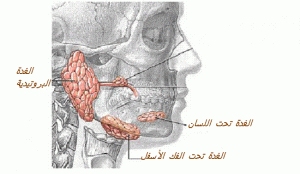glandes-salivaires-w564o