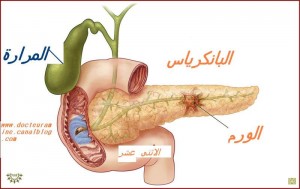 pancreas1