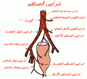 artere du rectum