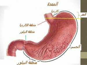 anatomie de l'estomac