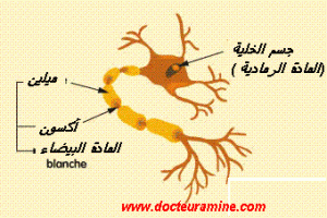 myeline