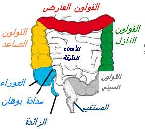 colon