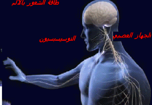 nociception et pancreas
