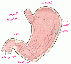 ESTOMAC IMAGE