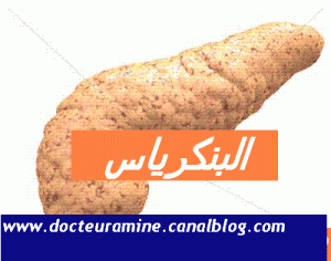 pancreas2