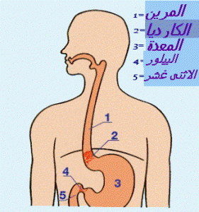 anatomie