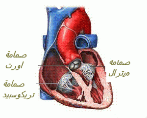 VALVES DU COEUR