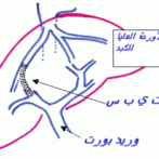 التهاب الأندوكارد (أو بطانة القلب الداخلية) الناجم عن العدوى و التشمع الكبدي الجزء السادس – Endocardite infectieuse et Cirrhose 6ème partie aujourd’hui