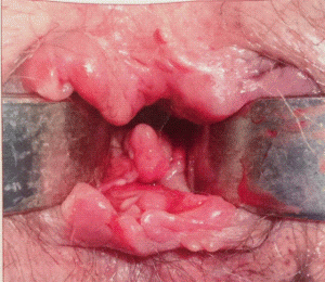 fig1