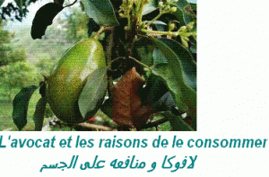 avoc bouge