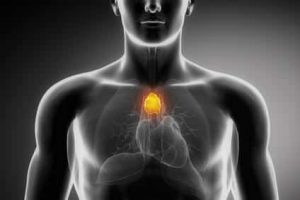 thymus1
