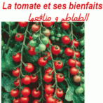 Les bienfaits de la tomate Gastro-entérologue, proctologue gastro casa procto casa  الطماطم و منافعها
