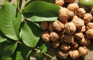 noixbouggebougebouge