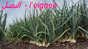oignon bouge