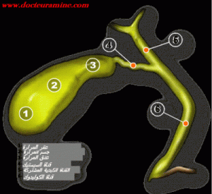 17bouge