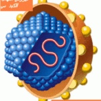 A,B,C,D et E chez les patients hémodialysés أخذ الموقف ازاء الالتهابات الكبدية الفيروسية الكبدية المزمنة أ،ب،س،د و أه بالنسبة للمصابين بالقصور الكلوي الخاضعين للتصفي