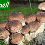 PUBLICATIONS IMAGES