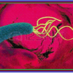Eradication systémique de Helicobacter pylori en prévention du cancer gastrique : Qu’en sommes-nous ?الانقراض المنتظم لجرثومة هيليكوباكتير بلوري كوقاية ضد الإصابةPartie 6 الجزء السادس