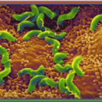 Eradication systémique de Helicobacter pylori en prévention du cancer gastrique : Qu’en sommes-nous ?الانقراض المنتظم لجرثومة هيليكوباكتير بلوري كوقاية ضد الإصابةPartie 6الجزء السادس