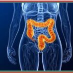 C’est dans le côlon que commence la mor  flore intestinale ou microbiote intestinal humain   المعدات الدقيقة المعوية او النباتات المعوية البشرية – Partie 6  الجزء السادس