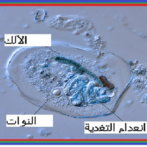 داء اميبا ضمن الطفيليات الرئيسية الأخرى المتطورة في المدار الكبدي الصفراوي