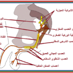 Les algies anales « essentielles » آلالام الأساسية لفوهة الشرج و المستقيم Partie 2  الجزء الثاني